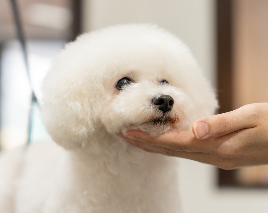 最愛の家族に、至福のひとときを